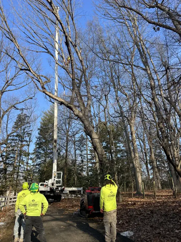 Tree Work in Bucks County, PA by Oscar's crew