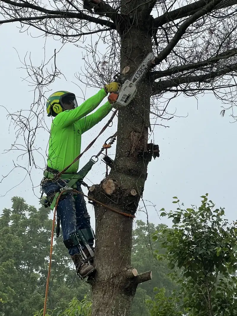 Tree Trimming project in Bucks County, PA by Oscar's