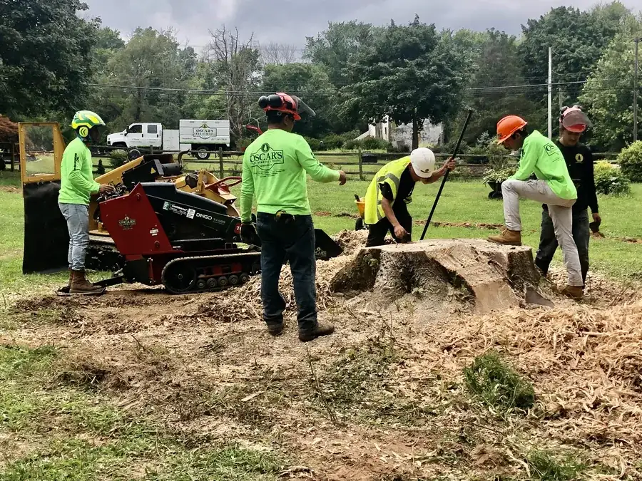 Stump Grinding in Bucks County, PA by Oscar's crew