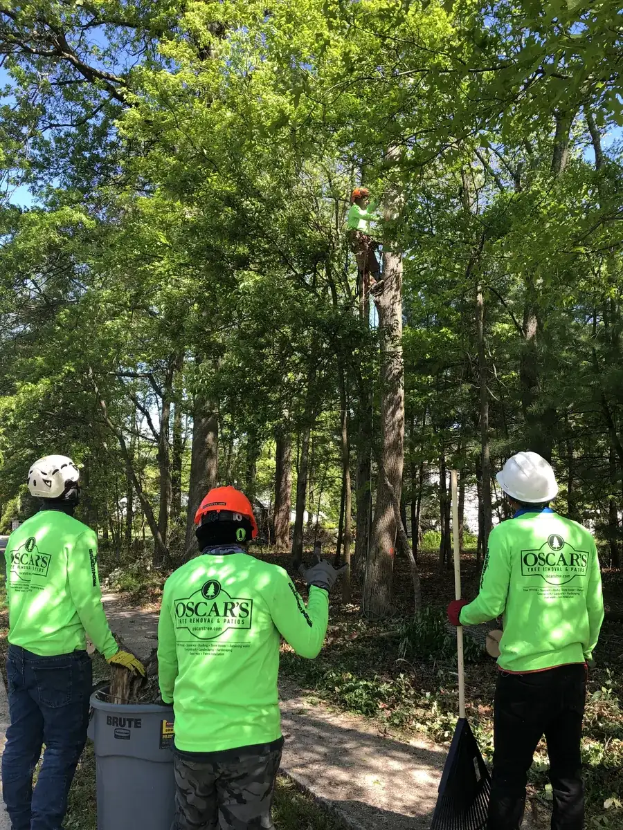 Tree Trimming in Bucks County, PA by Oscar's crew