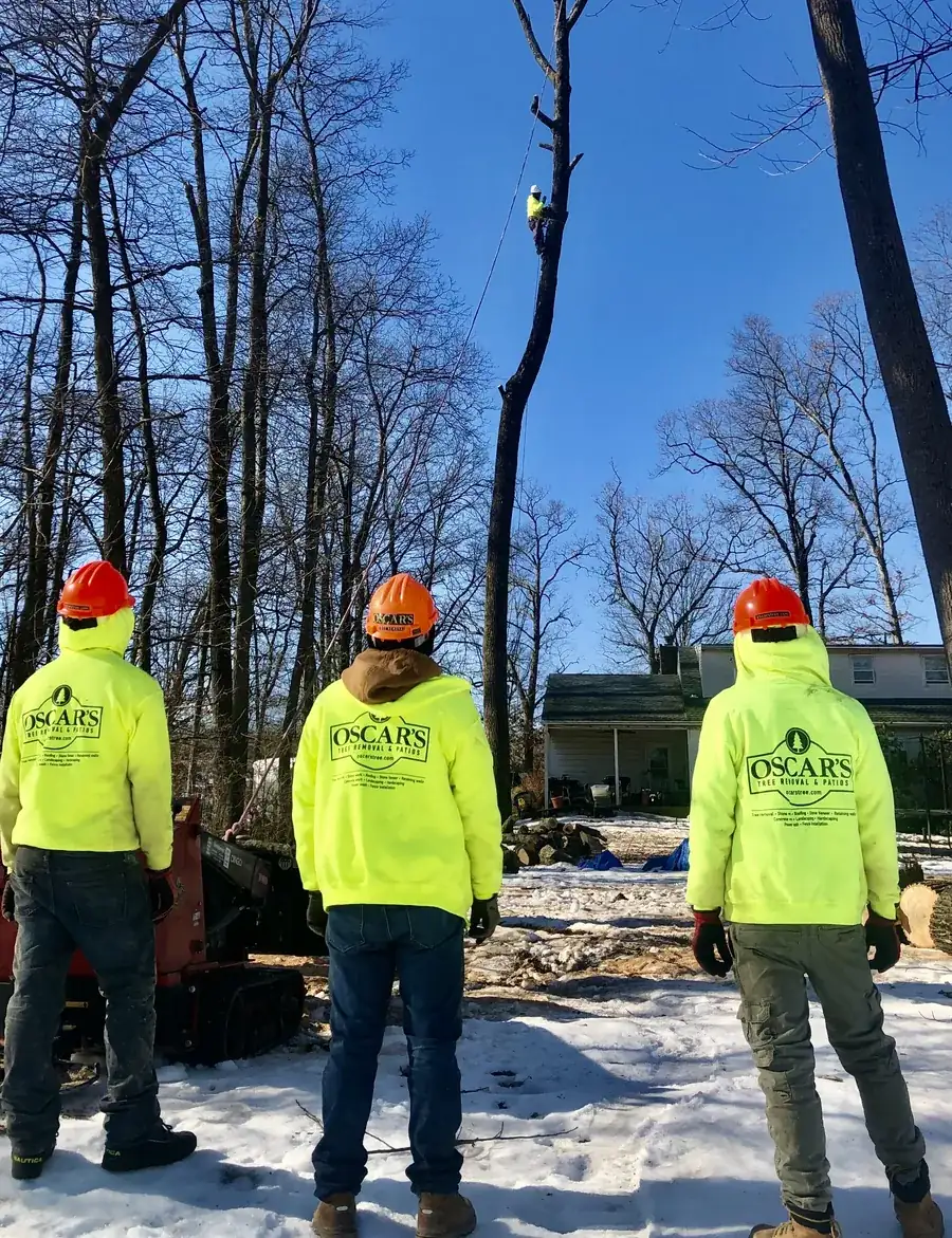 Emergency Tree Service in Bucks County, PA by Oscar's crew
