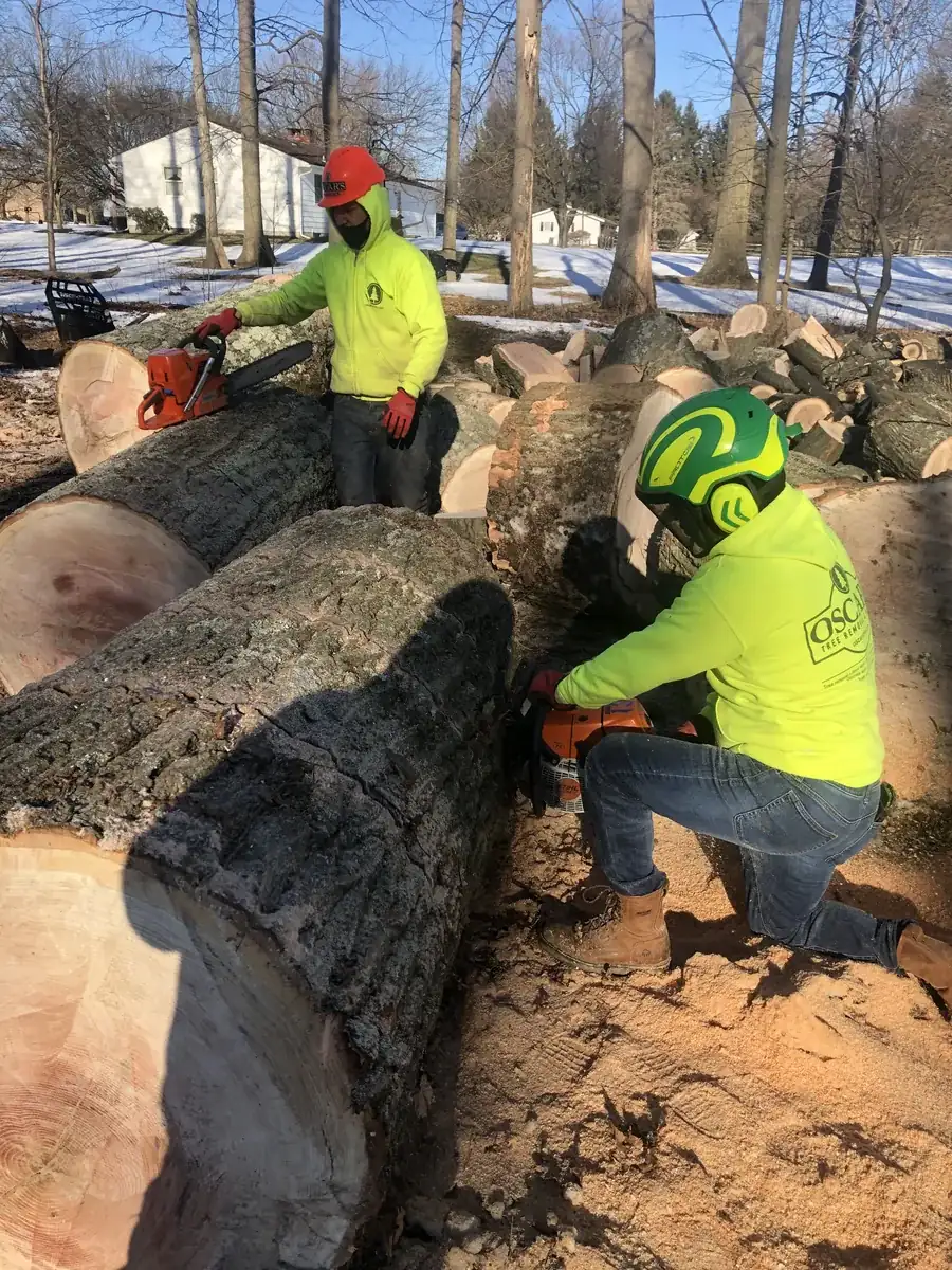 Oscar's Tree Removal crew safely taking down a tree in Bucks County, PA